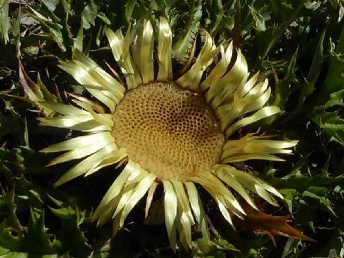 Carlina acanthifolia subsp. cynara (Asteraceae)